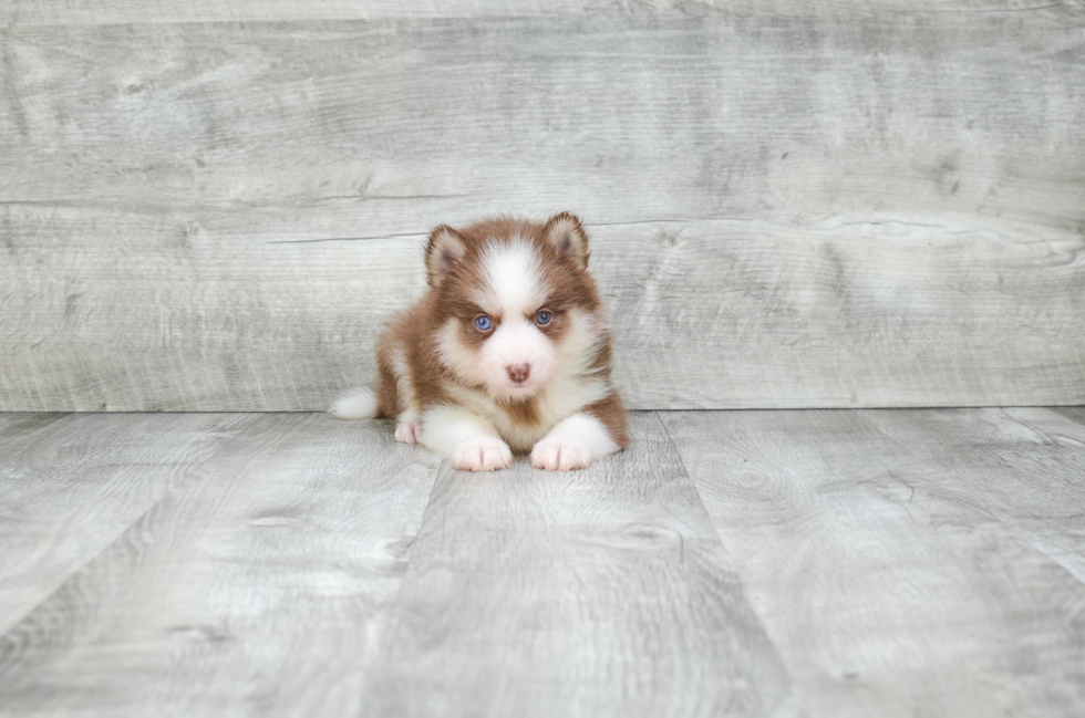 Happy Pomsky Baby