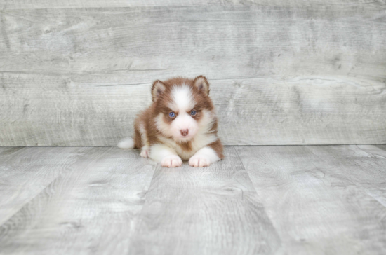 Happy Pomsky Baby