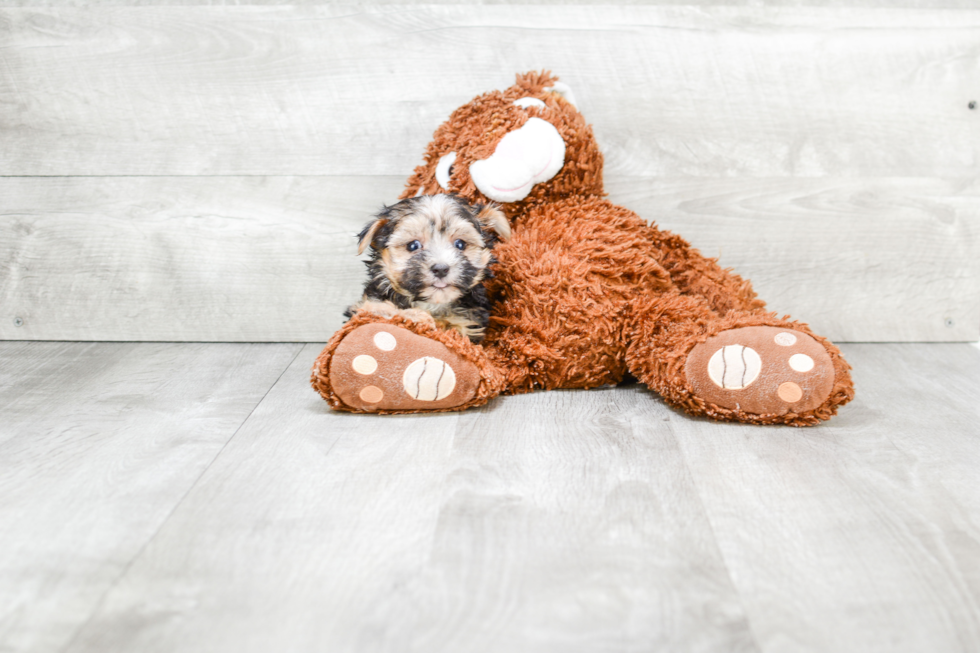 Morkie Pup Being Cute