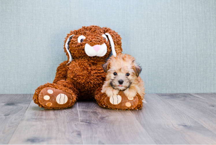 Morkie Puppy for Adoption