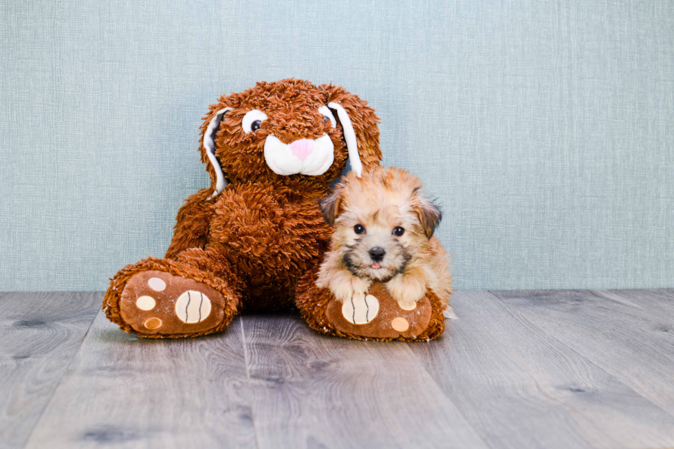 Morkie Puppy for Adoption