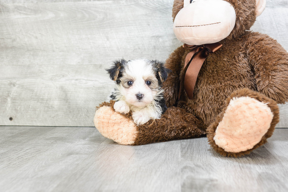 Cute Morkie Baby