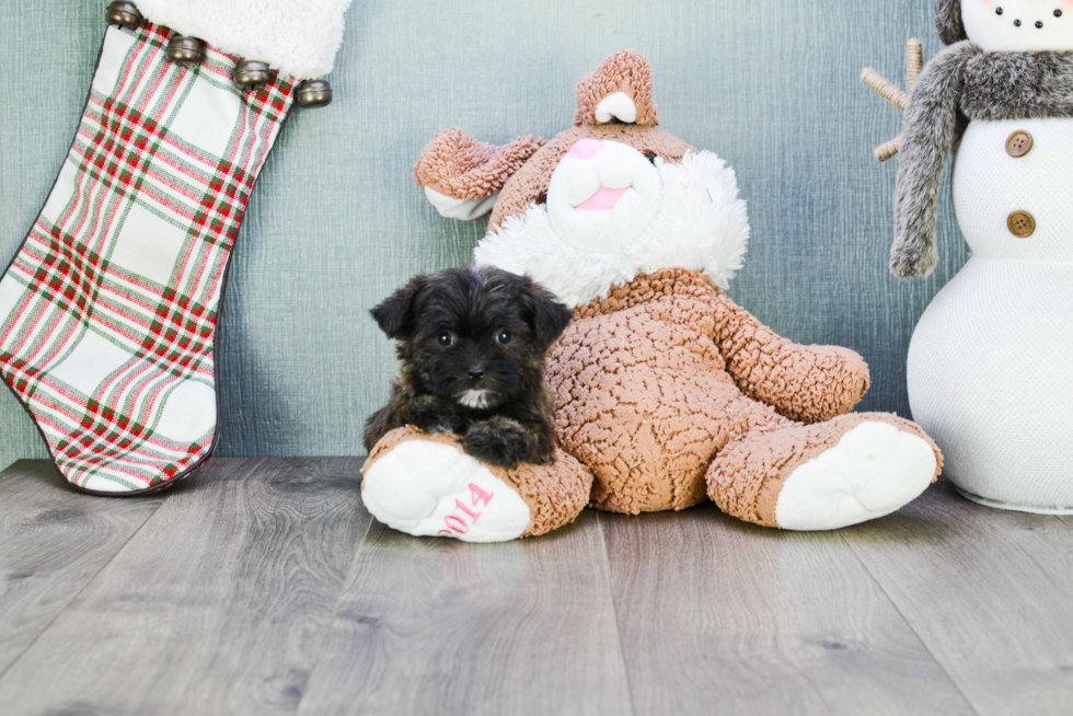 Cute Morkie Baby
