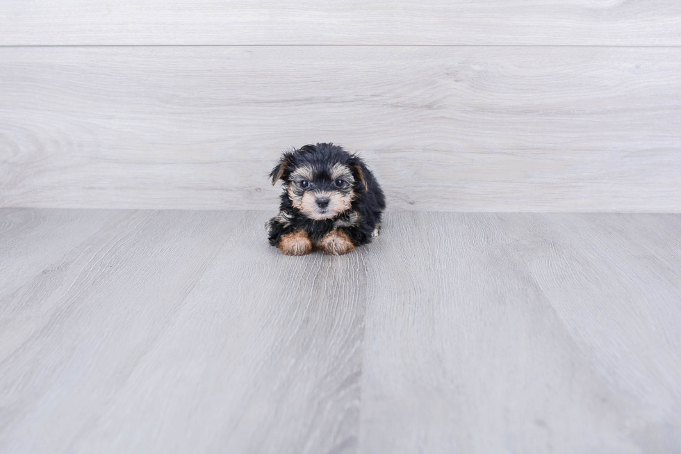 Funny Morkie Designer Pup