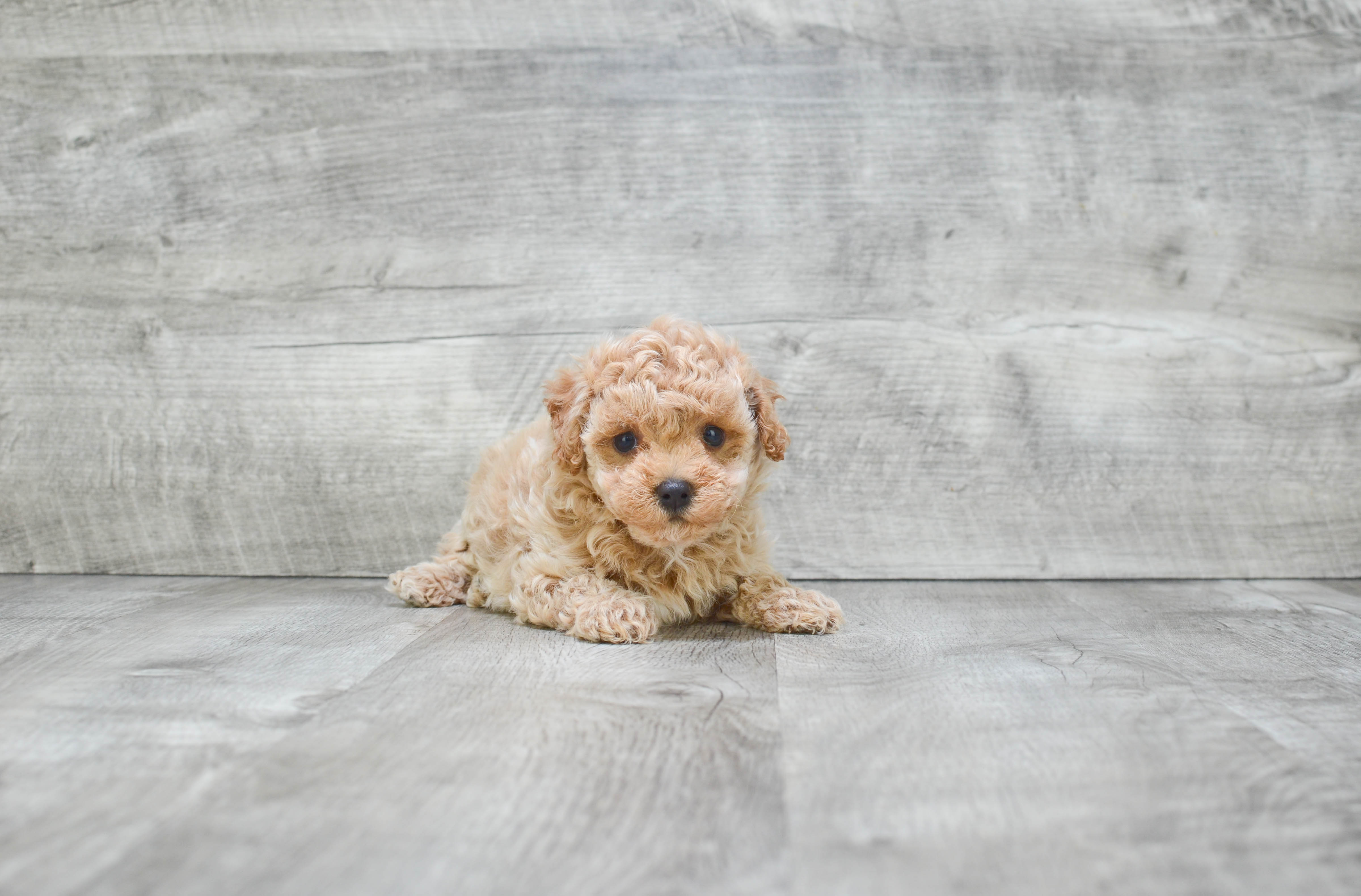 Maltipoo Puppy for Adoption