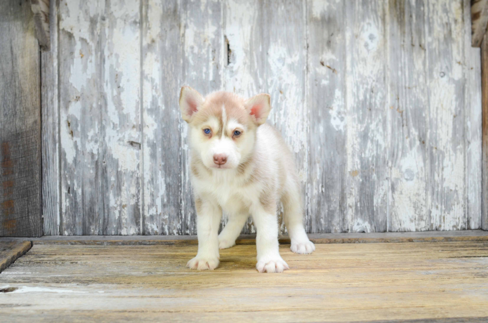 Funny Pomsky Designer Pup