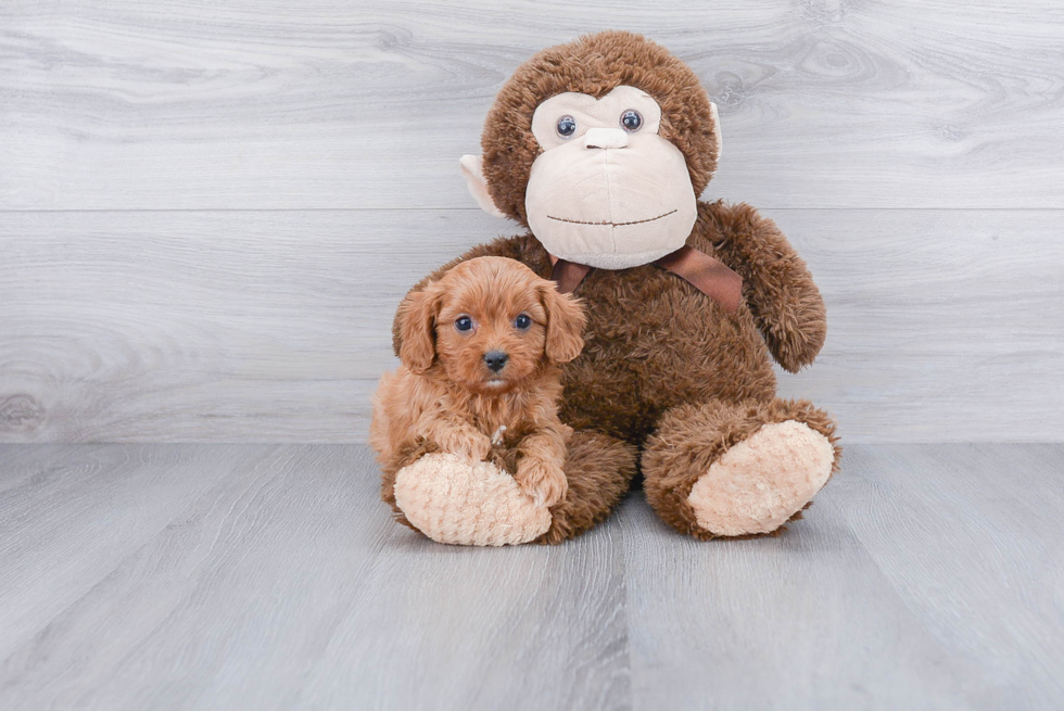 Best Cavapoo Baby