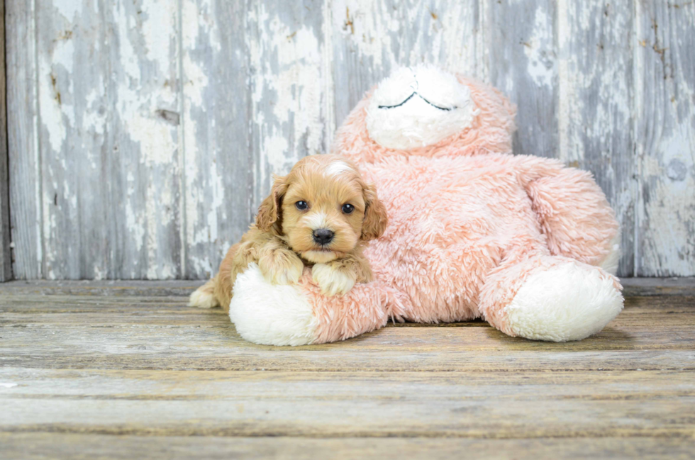 Best Cavapoo Baby
