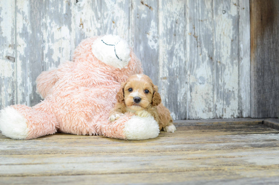 Cavapoo Pup Being Cute