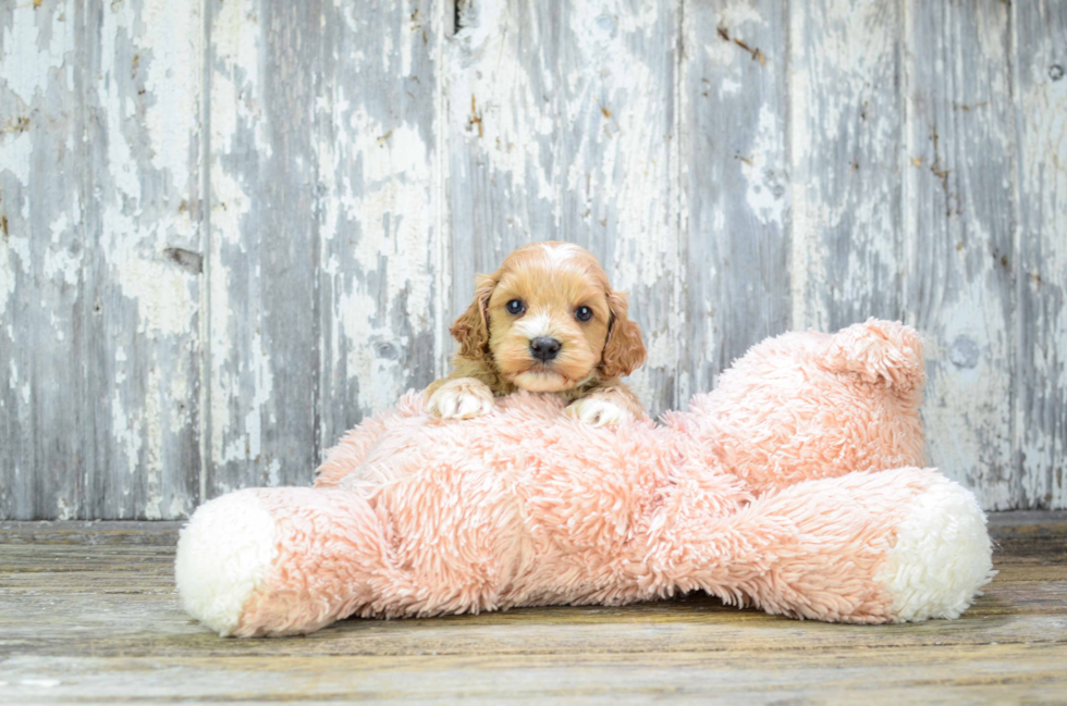 Best Cavapoo Baby