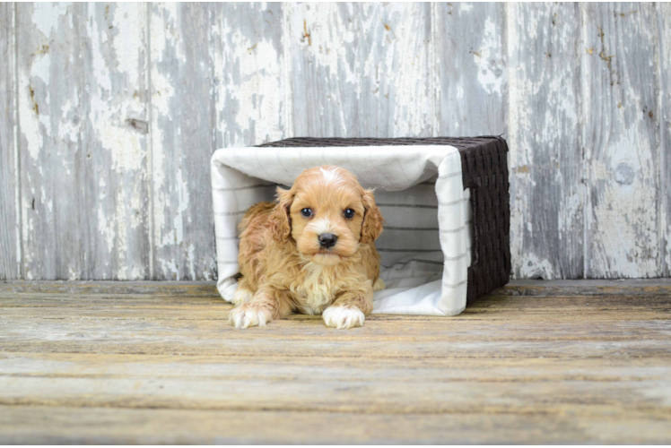 Best Cavapoo Baby