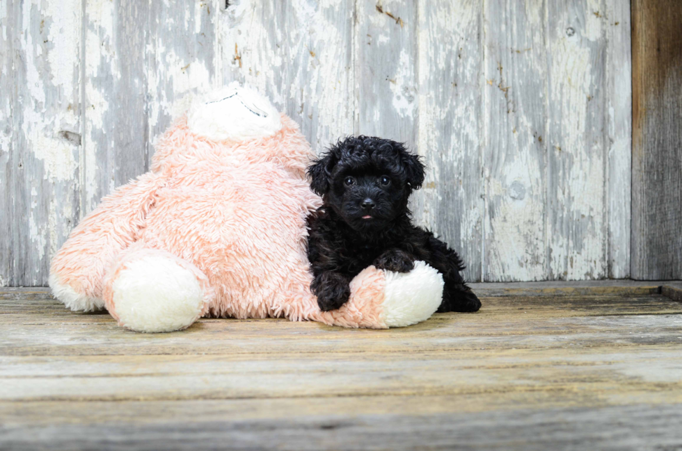 Best Yorkie Poo Baby