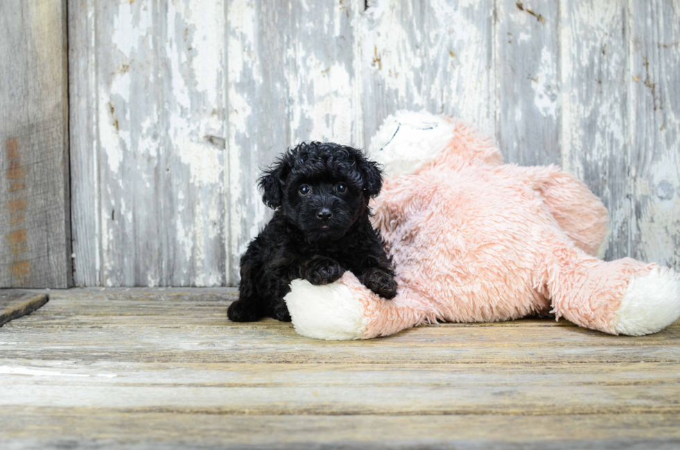 Yorkie Poo Puppy for Adoption