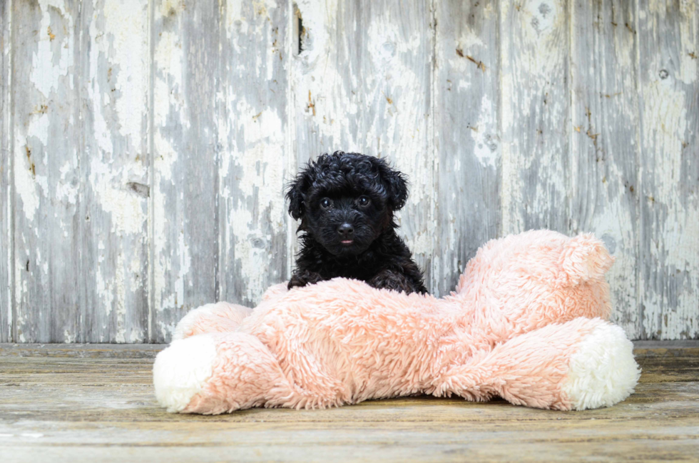 Energetic Yorkie Doodle Poodle Mix Puppy