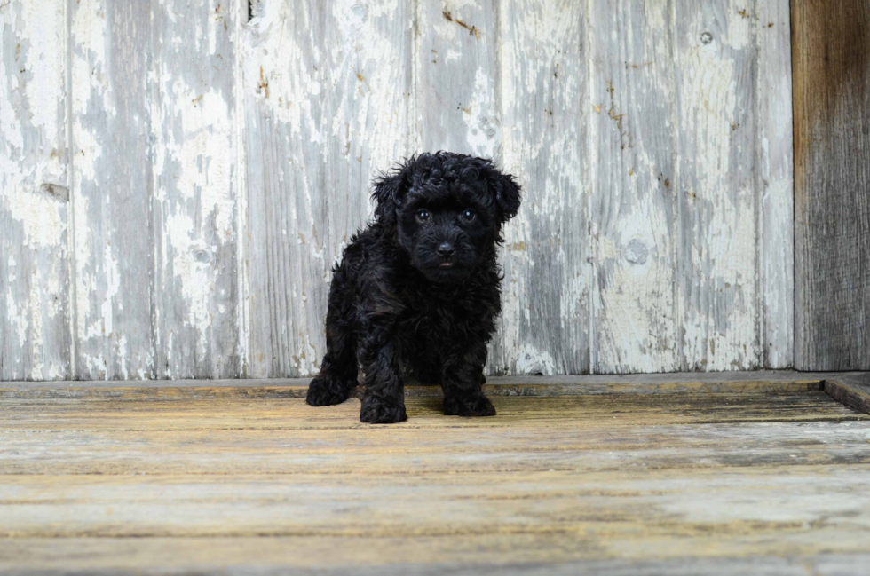 Yorkie Poo Puppy for Adoption