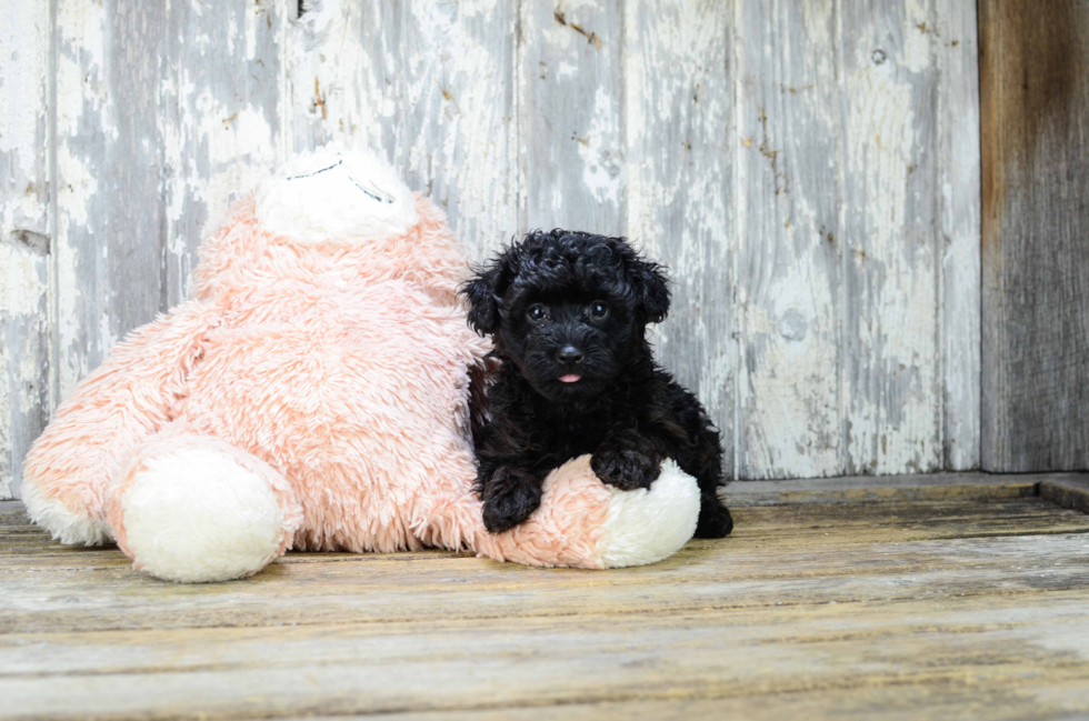 Yorkie Poo Puppy for Adoption