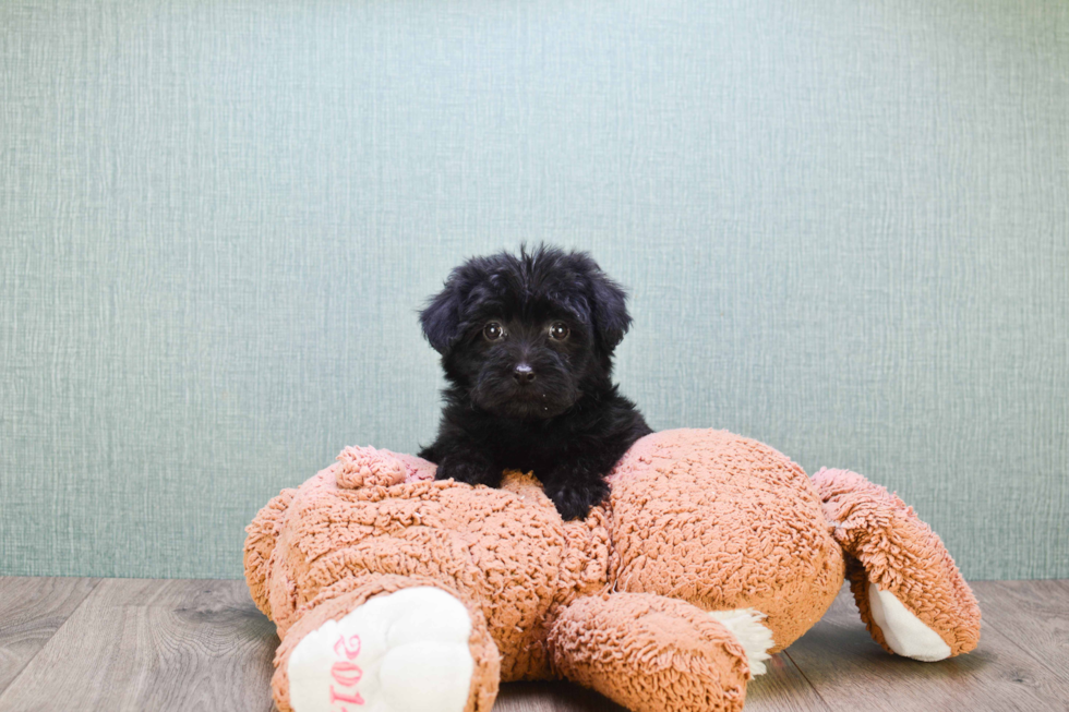 Best Yorkie Poo Baby