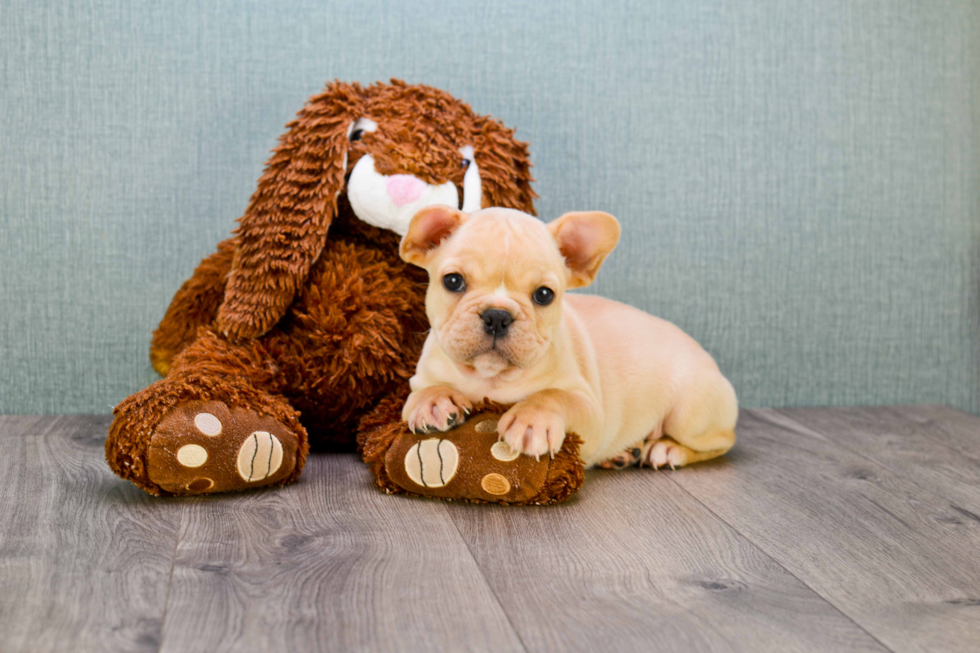 Popular French Bulldog Baby