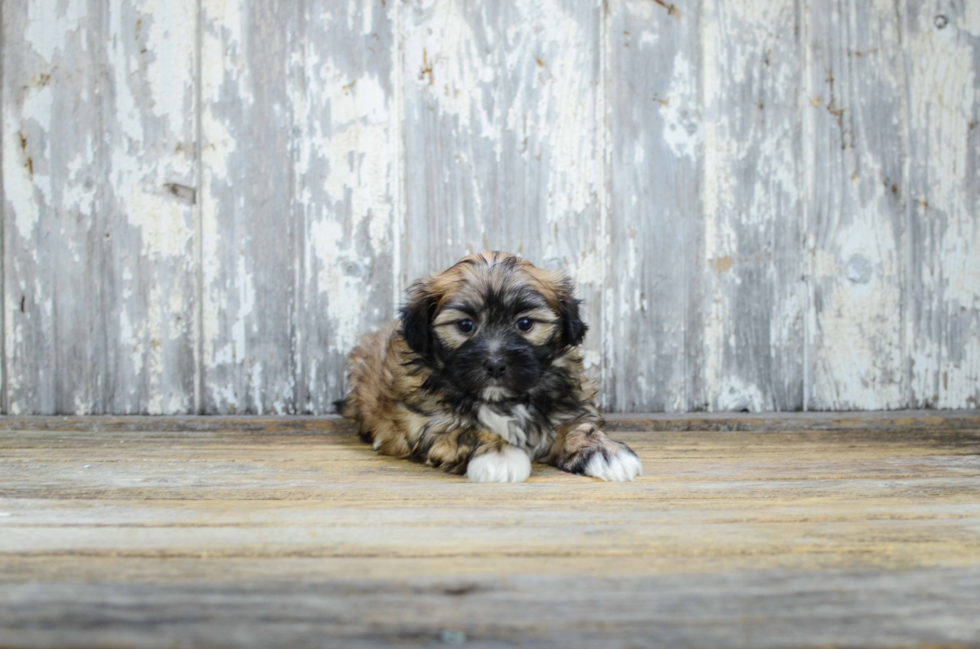 Smart Teddy Bear Designer Pup