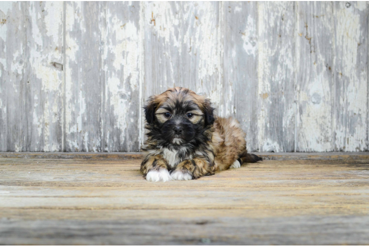 Friendly Teddy Bear Baby