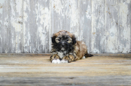 Friendly Teddy Bear Baby