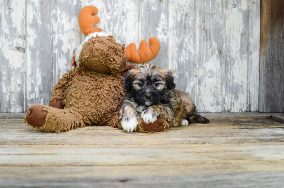 Happy Teddy Bear Baby