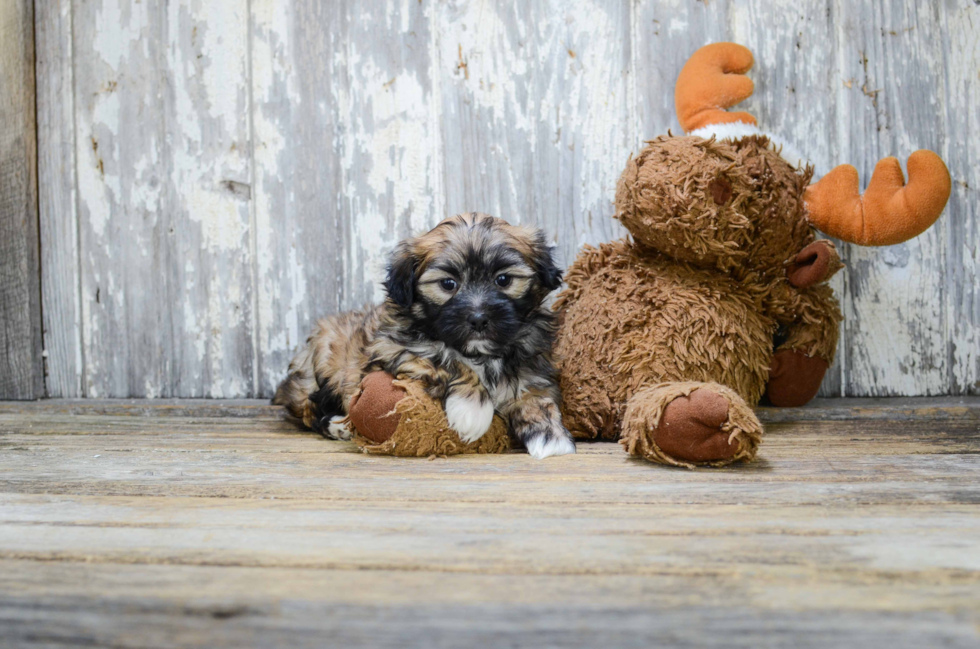 Best Teddy Bear Baby