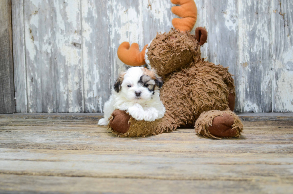 Best Teddy Bear Baby