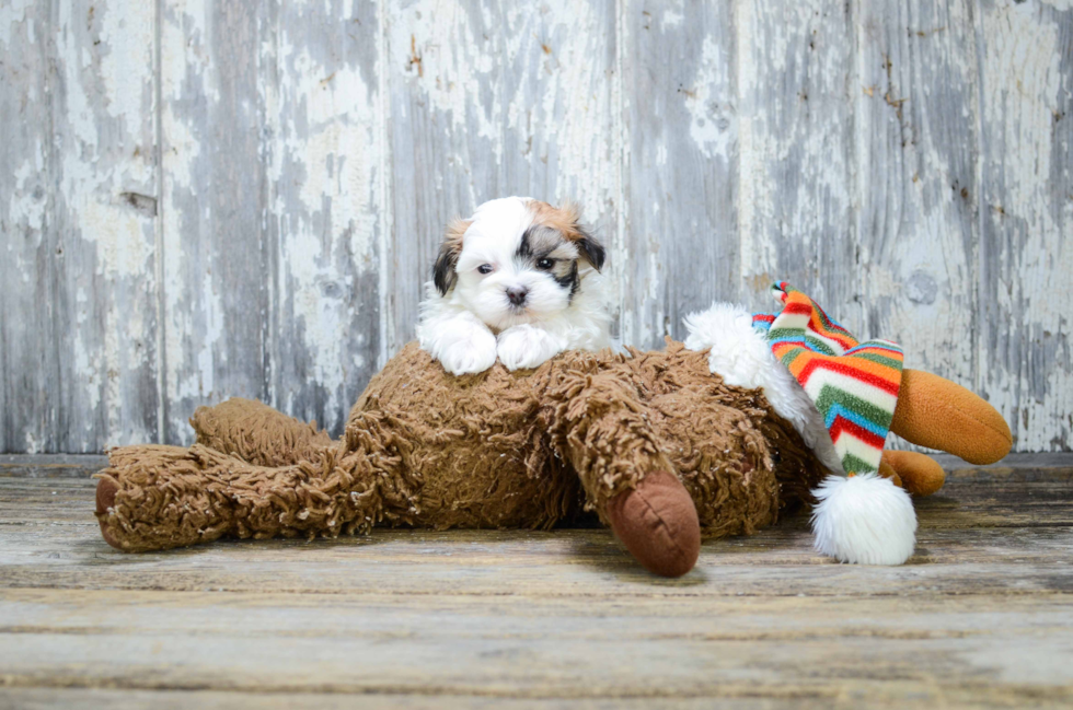 Teddy Bear Pup Being Cute