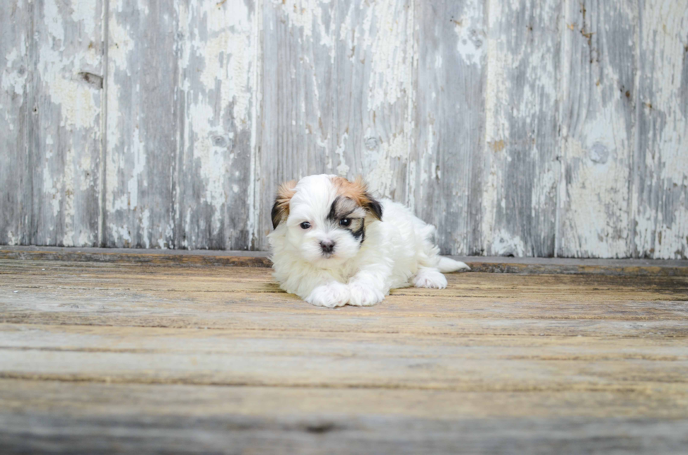 Adorable Shi Chon Designer Puppy