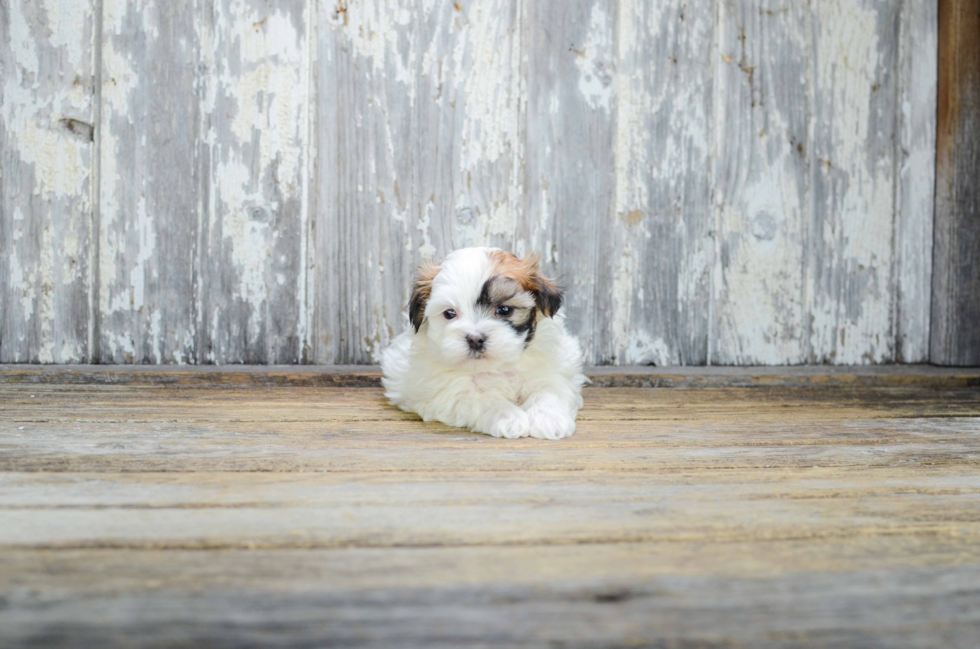 Sweet Teddy Bear Baby