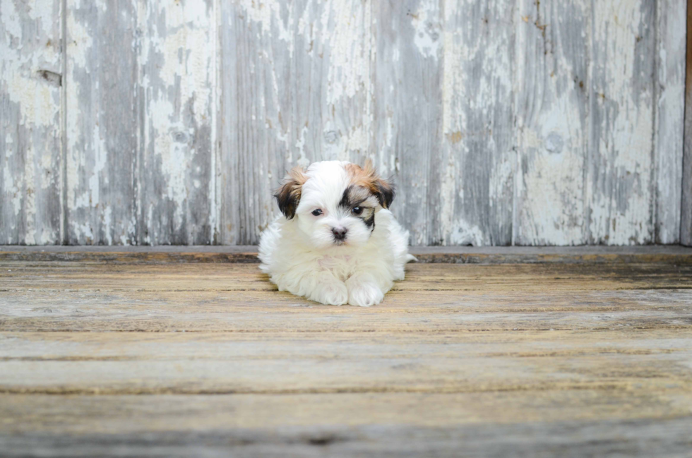 Teddy Bear Pup Being Cute