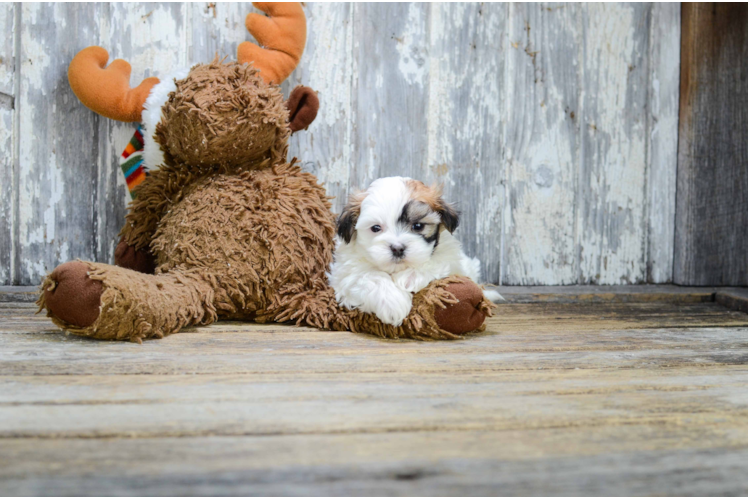 Small Teddy Bear Baby