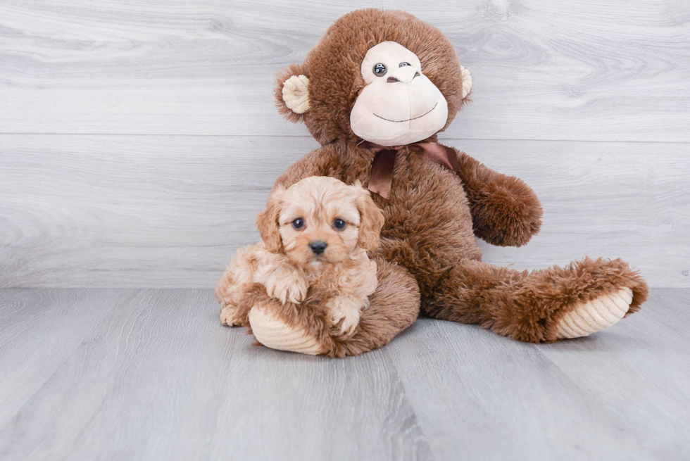 Cavapoo Pup Being Cute