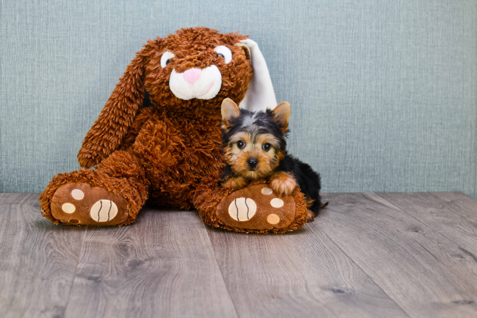 Meet Rascal - our Yorkshire Terrier Puppy Photo 