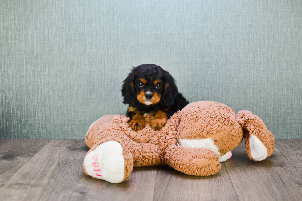 Cavalier King Charles Spaniel Pup Being Cute