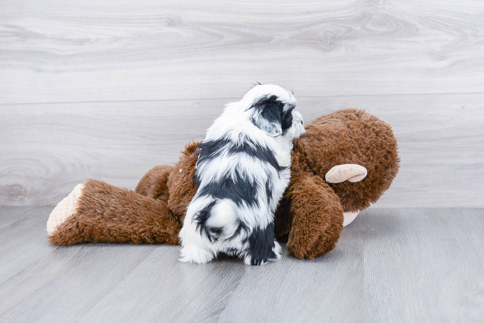 Best Teddy Bear Baby