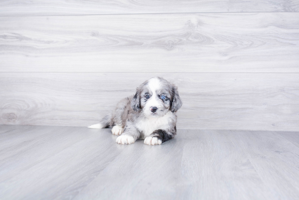 Mini Bernedoodle Pup Being Cute