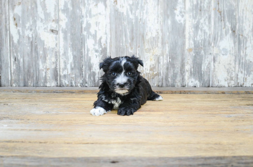 Energetic Yorkie Designer Puppy