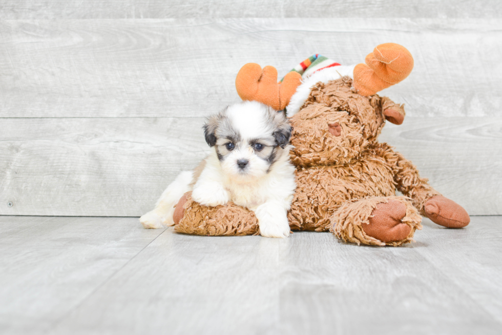 Best Teddy Bear Baby