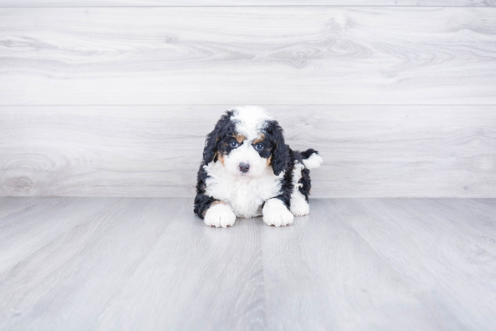Funny Mini Bernedoodle Poodle Mix Pup