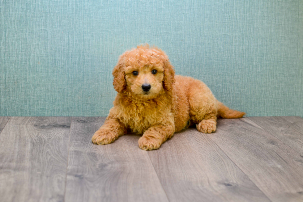 Mini Goldendoodle Puppy for Adoption