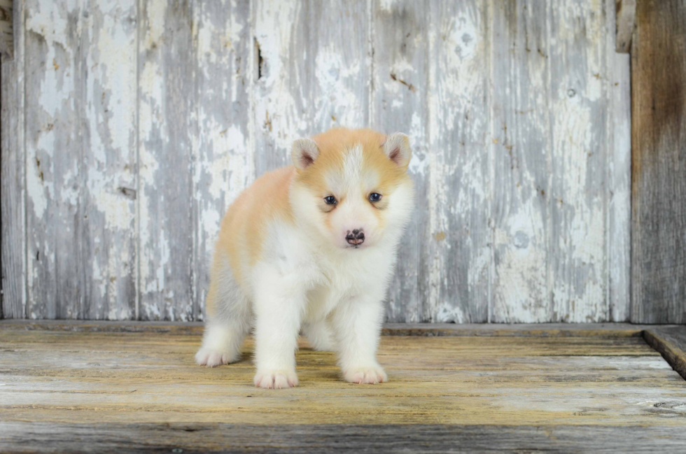 Friendly Pomsky Baby
