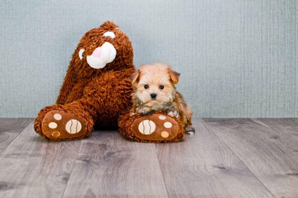 Energetic Yorkie Designer Puppy