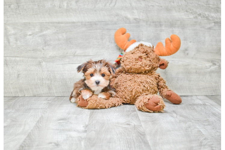 Adorable Yorkie Designer Puppy