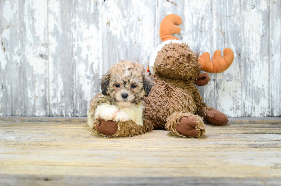 Small Teddy Bear Baby