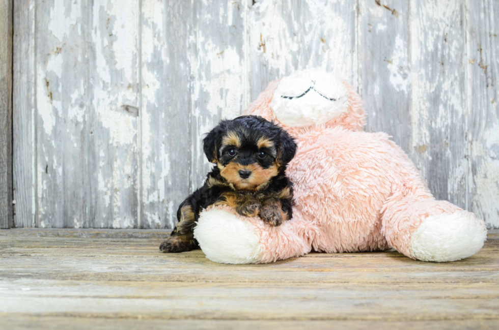 Best Yorkie Poo Baby