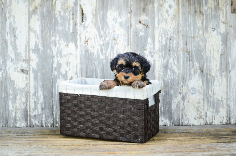 Yorkie Poo Puppy for Adoption