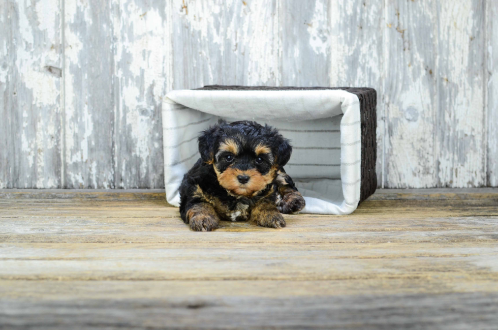 Popular Yorkie Poo Poodle Mix Pup