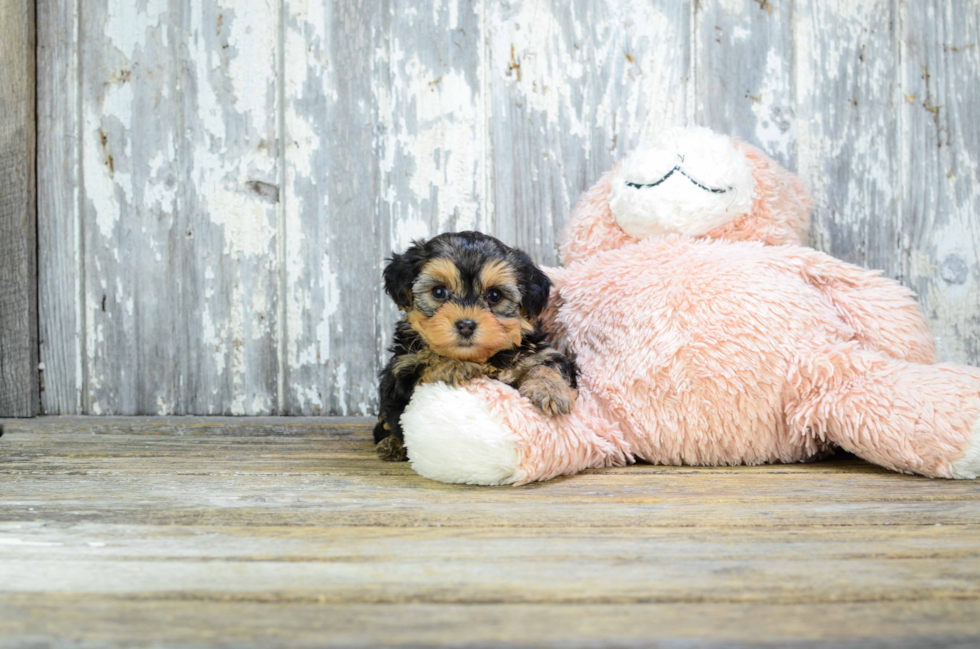 Yorkie Poo Puppy for Adoption